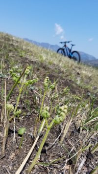 春！みーつけた。。。