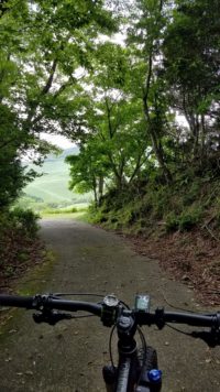 薄暗い林から望む新緑の細野高原！