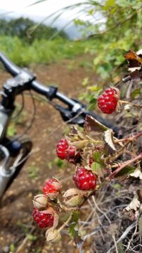 夏場のプチ・トレーニング