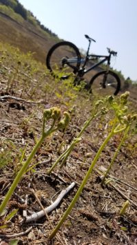山菜シーズン到来Ride